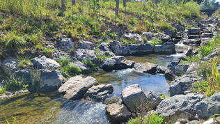 Revitalisierung des Rütibachs