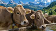Schwammregion Toggenburg