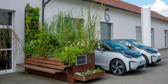 Die Pilot Pocket Schwammstadt in ihrem dritten Jahr: Die Pflanzen gedeihen.